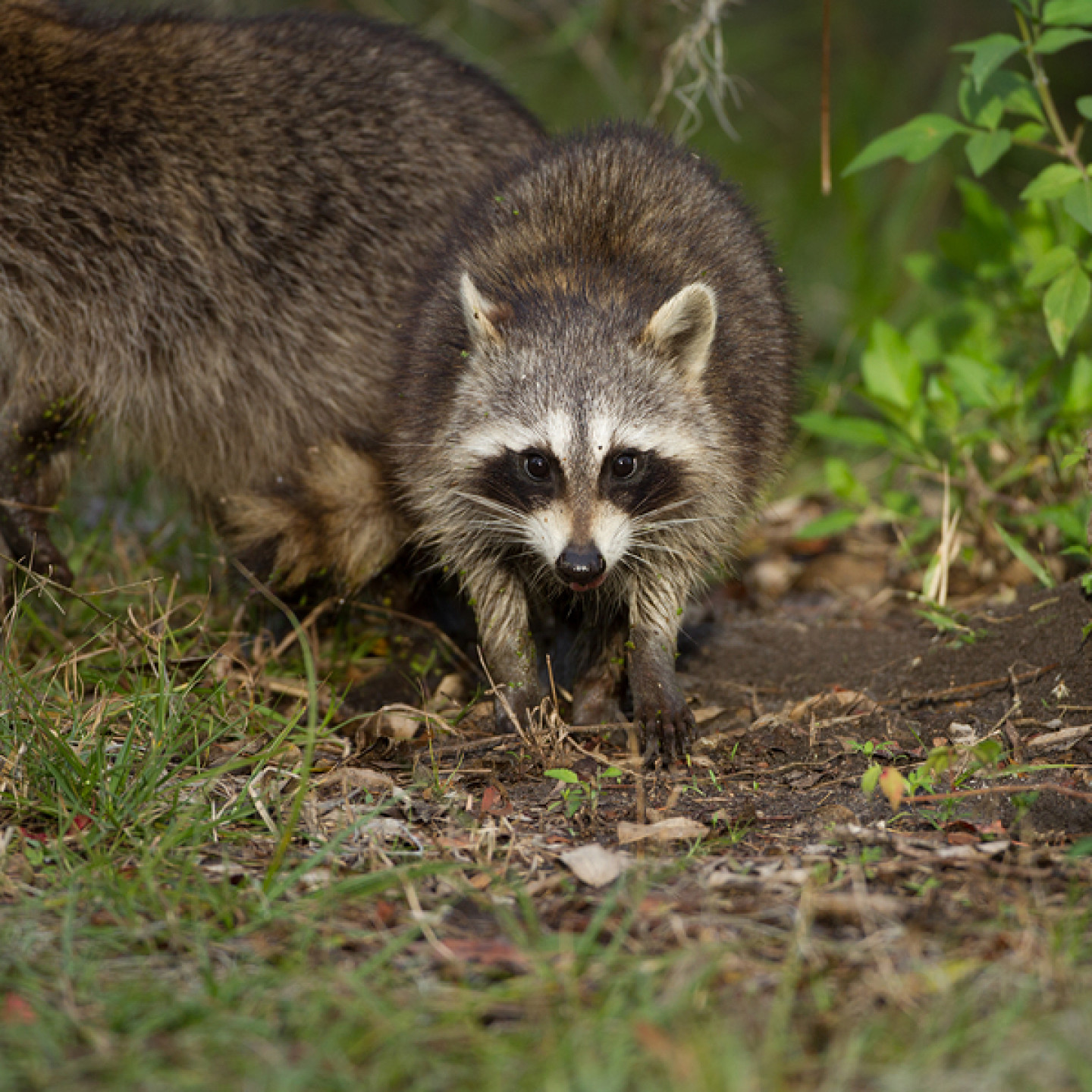 Wildlife Control | North Fork, Oakhurst, Auberry & Mariposa, CA ...