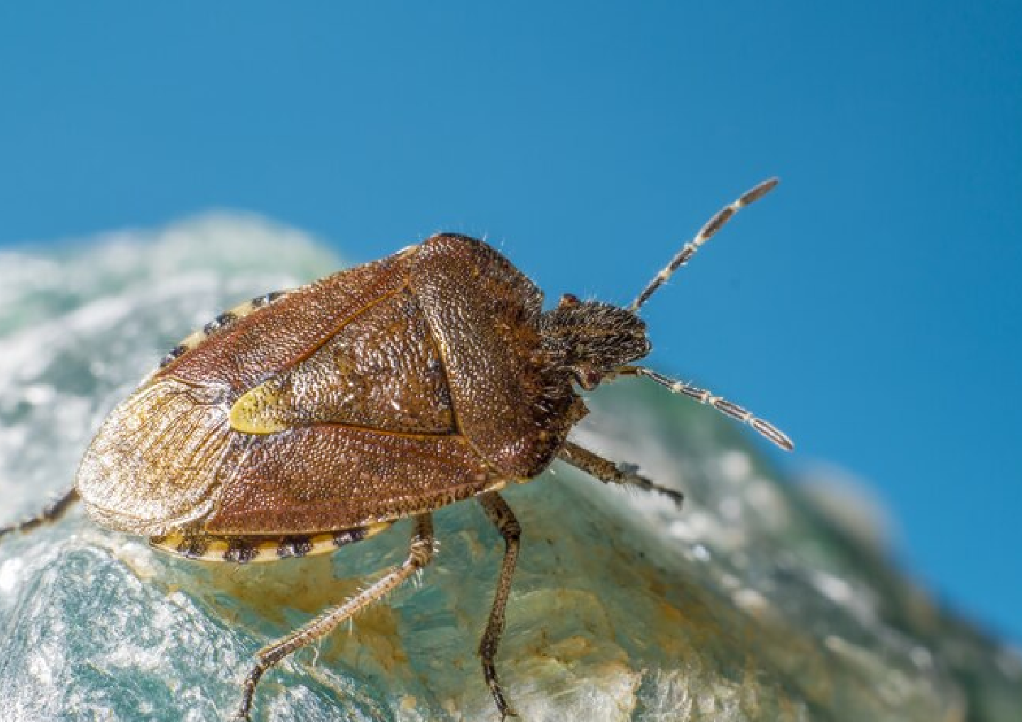 bed bug